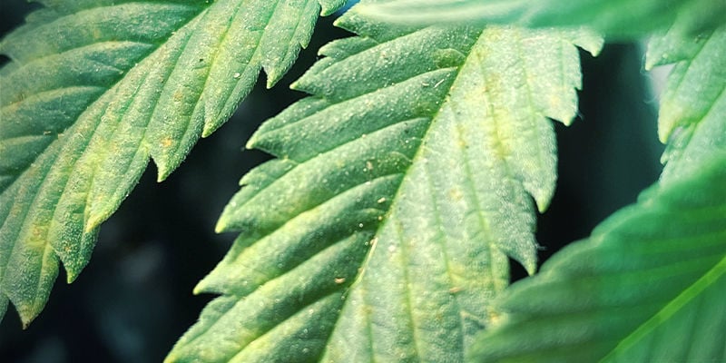 What a magnesium deficiency looks like in a cannabis plant