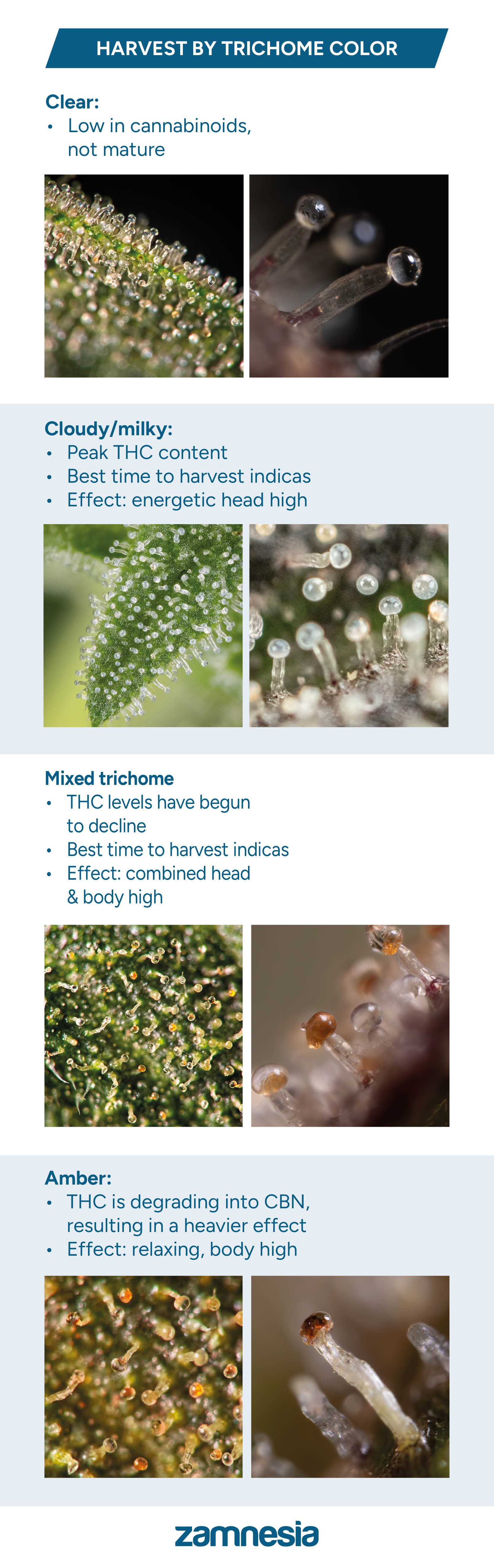 Trichomes harvest chart