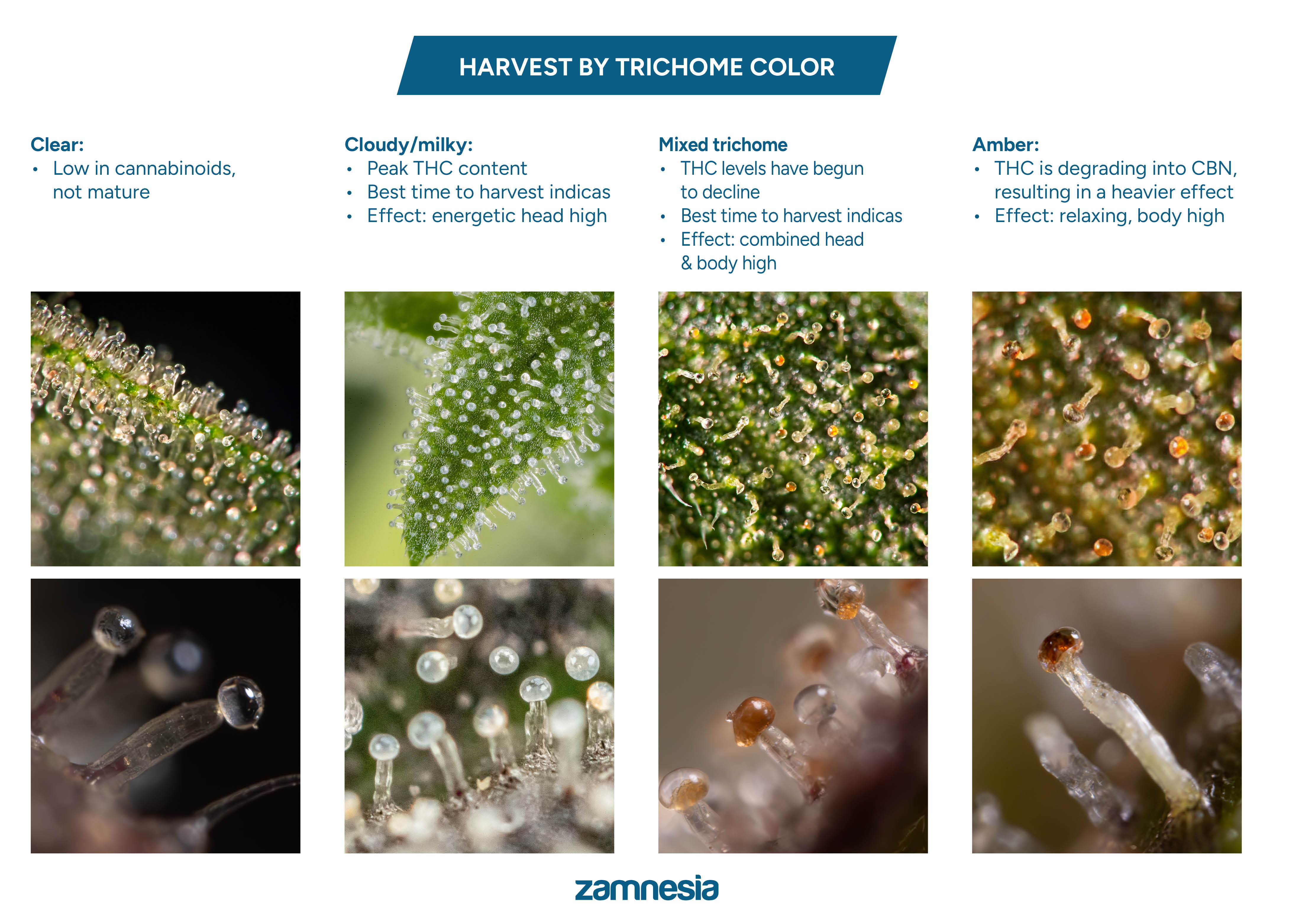 Trichomes harvest chart