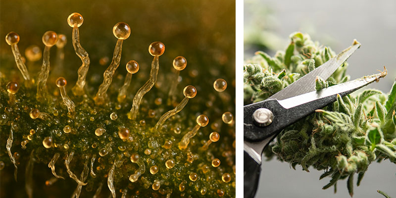 Late harvest: What happens when you wait too long?