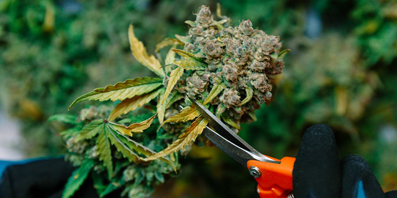 Other methods to look out for when to harvest cannabis