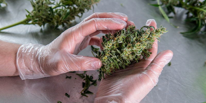 Ready to harvest? Here's what comes next