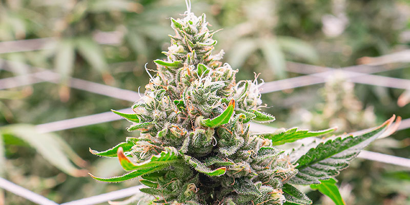 Why timing your harvest is crucial