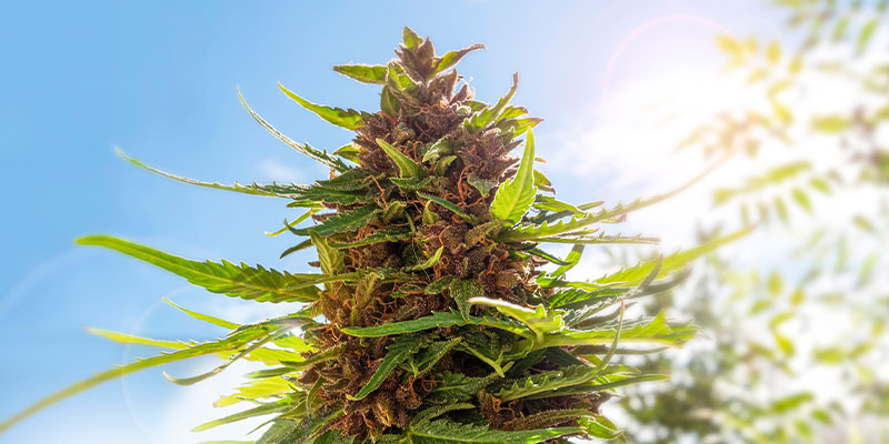 What is the best time of day to harvest cannabis?