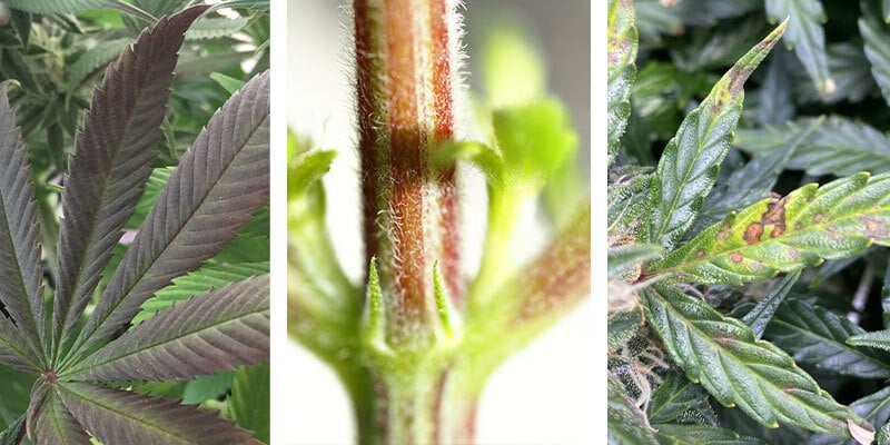 Signes d’une carence en phosphore dans le cannabis