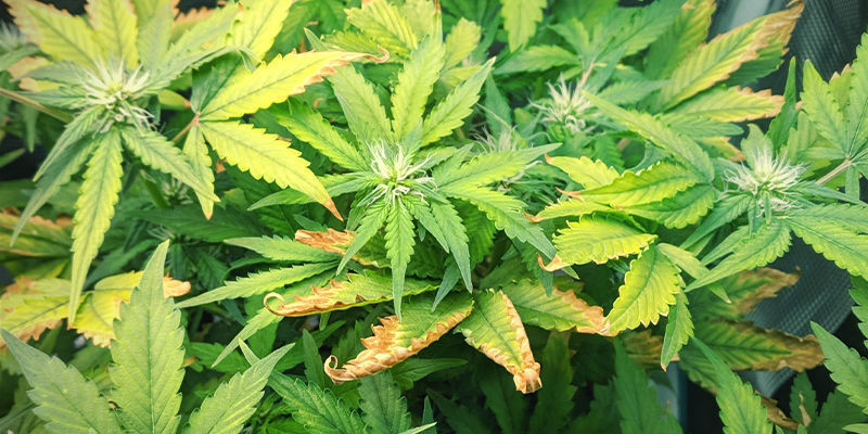 How To Fix Zinc Deficiency In Cannabis Plants How To Fix Zinc Deficiency In Cannabis Plants