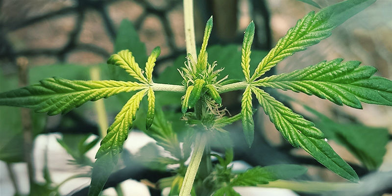 What iron deficiency looks like in cannabis plants