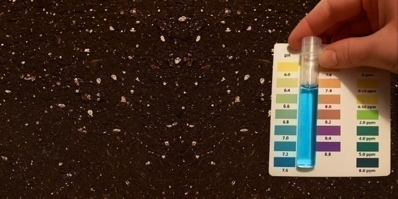 Fixing potassium deficiency in cannabis