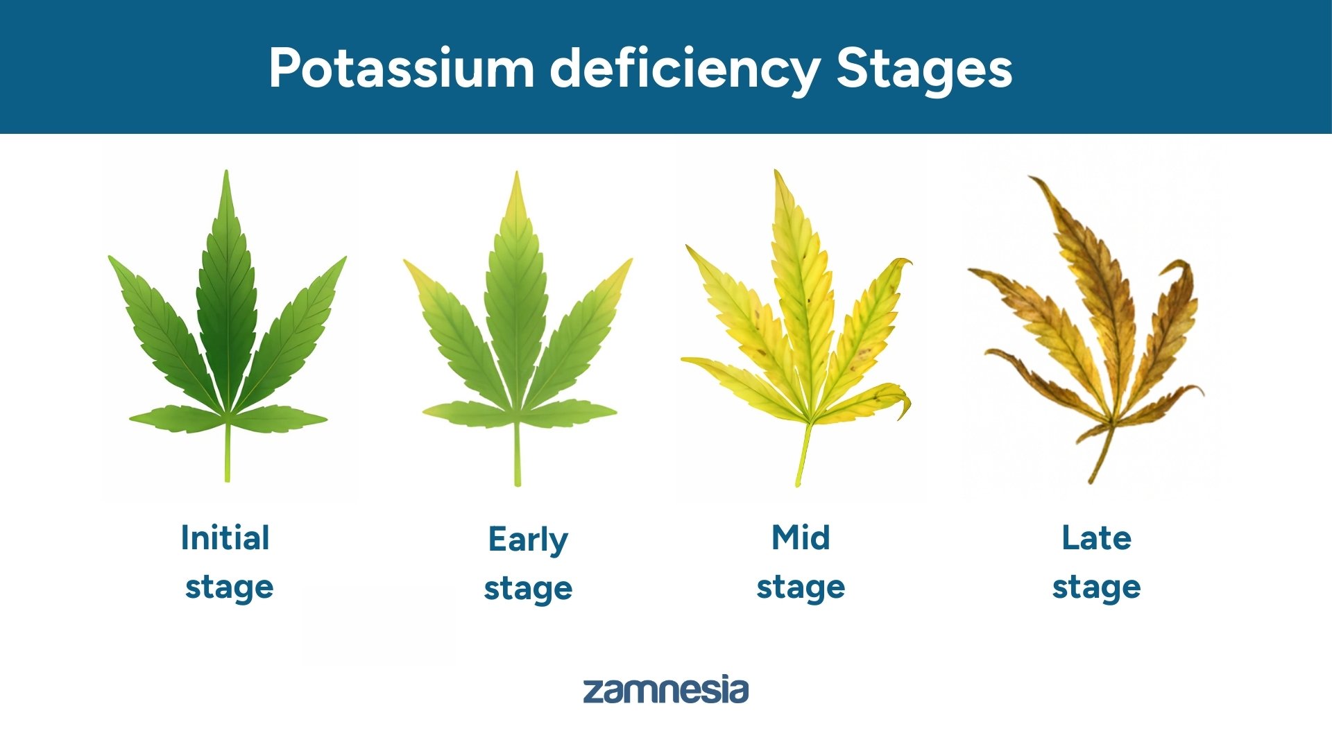 Potassium deficiency stages