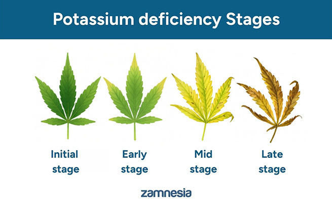 Potassium deficiency: Cannabis symptoms & fixes
