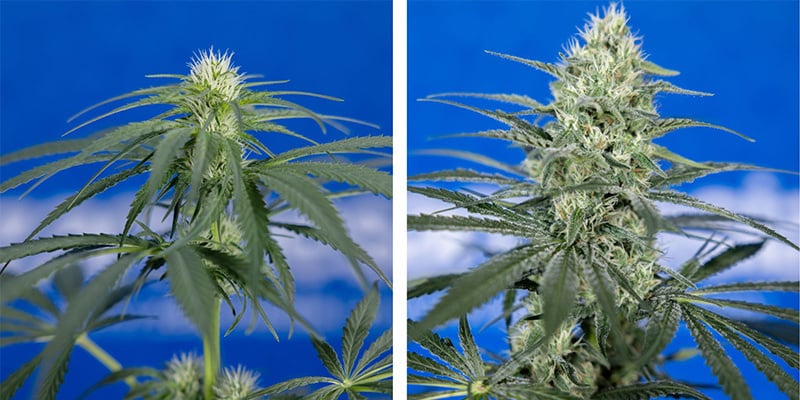 Potassium requirements during pre-flowering and flowering stage