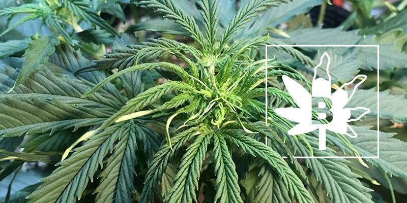 Boron Deficiency In Cannabis Plants