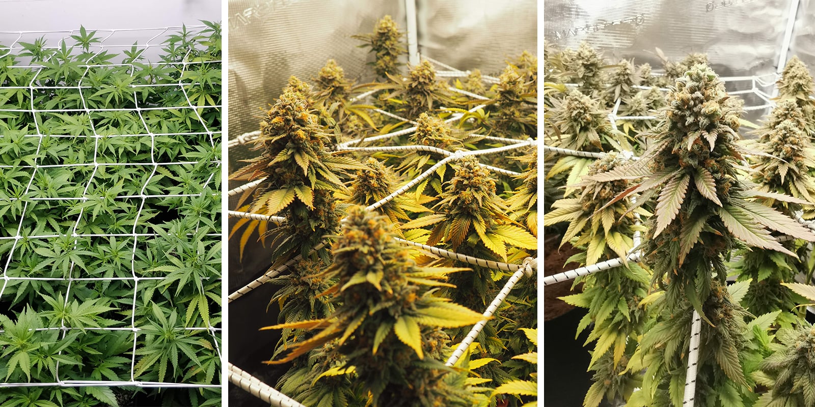 scrOG scrOG