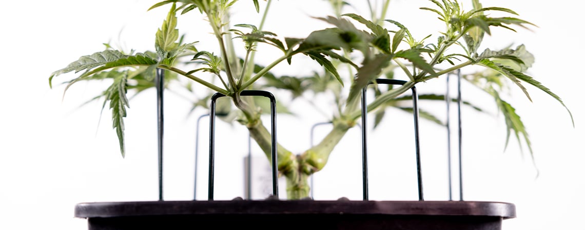 how to train autoflowering cannabis how to train autoflowering cannabis