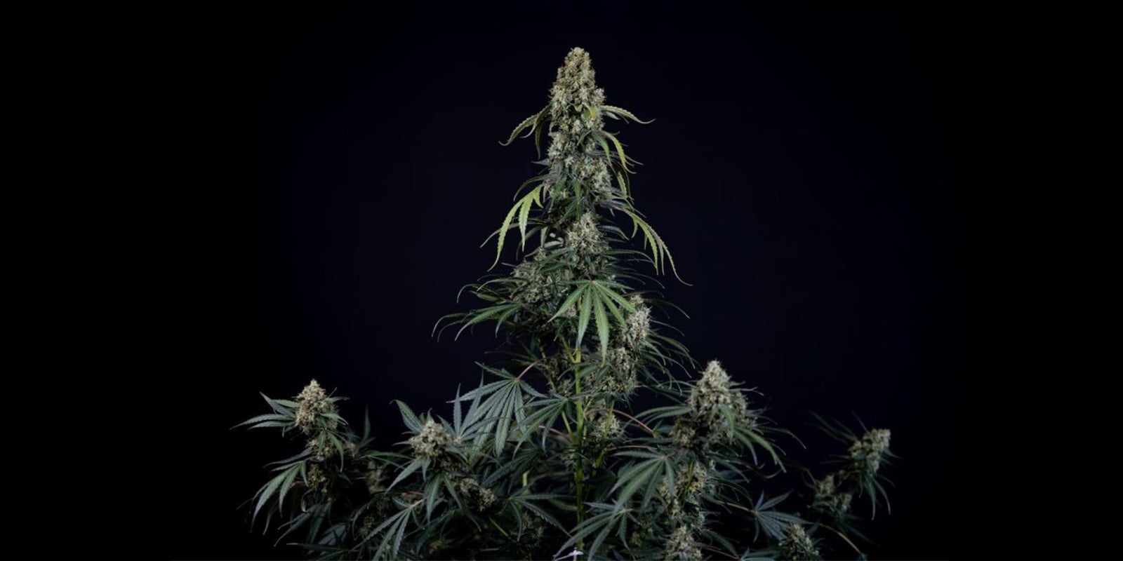 No training: letting autoflowers grow naturally No training: letting autoflowers grow naturally