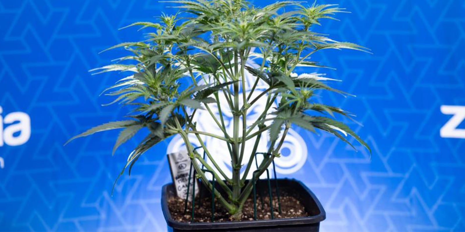 Which training method is de best for autoflowers? Which training method is de best for autoflowers?