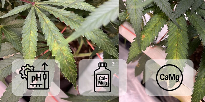 Fixing calcium deficiency in cannabis