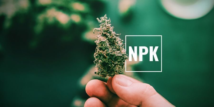 Why Do Cannabis Plants Need Potassium?