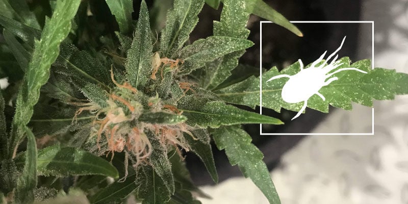 Broad Mites In Cannabis: How To Treat And Prevent