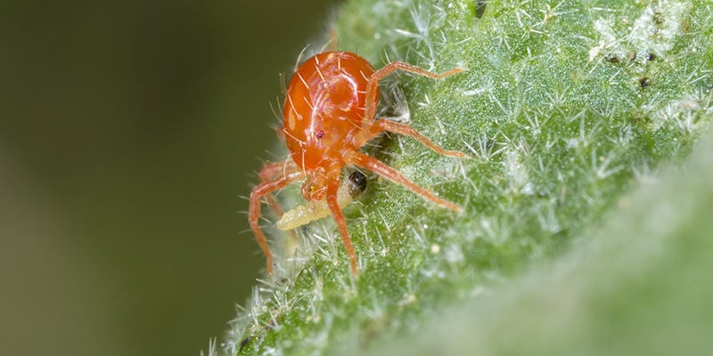 Introduce predatory mites