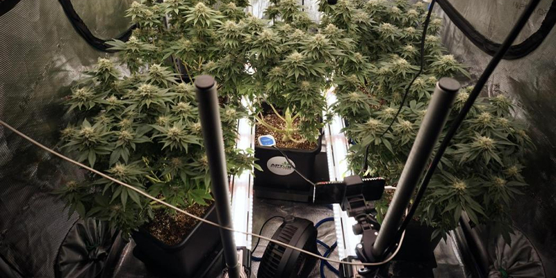 What is intercanopy lighting (ICL)?