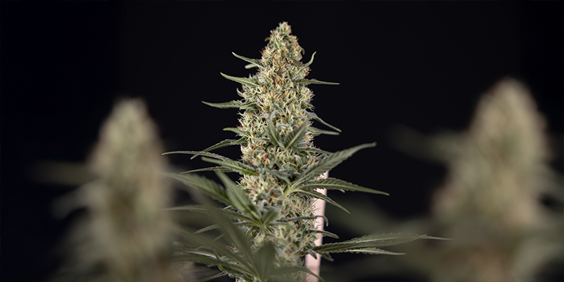 When to use intercanopy grow lighting