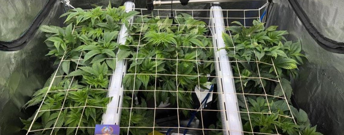 Under-canopy lighting for cannabis: Enhances growth & how to implement it