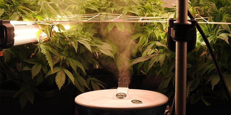 Step 4: Integrating under-canopy lighting with other growth factors