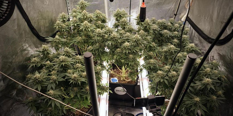 When to use under-canopy grow lighting