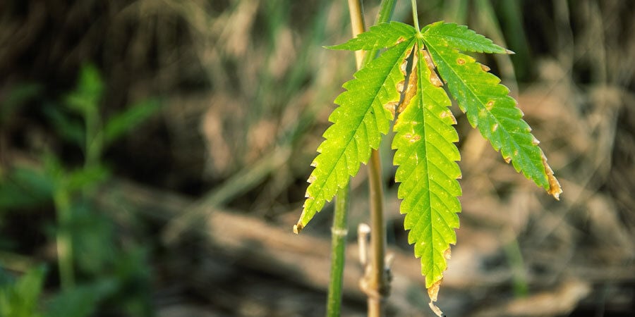 How to tell if a cannabis plant needs watering