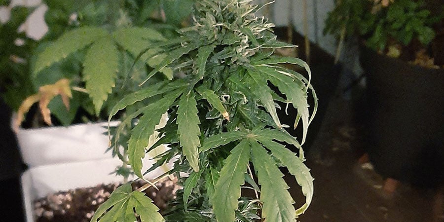 underwatered cannabis plants