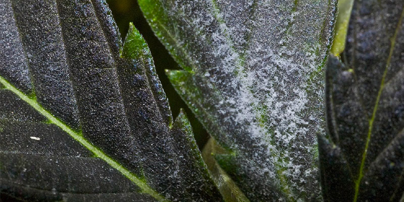 Powdery mildew