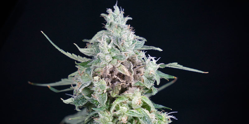 Signs of advanced bud rot