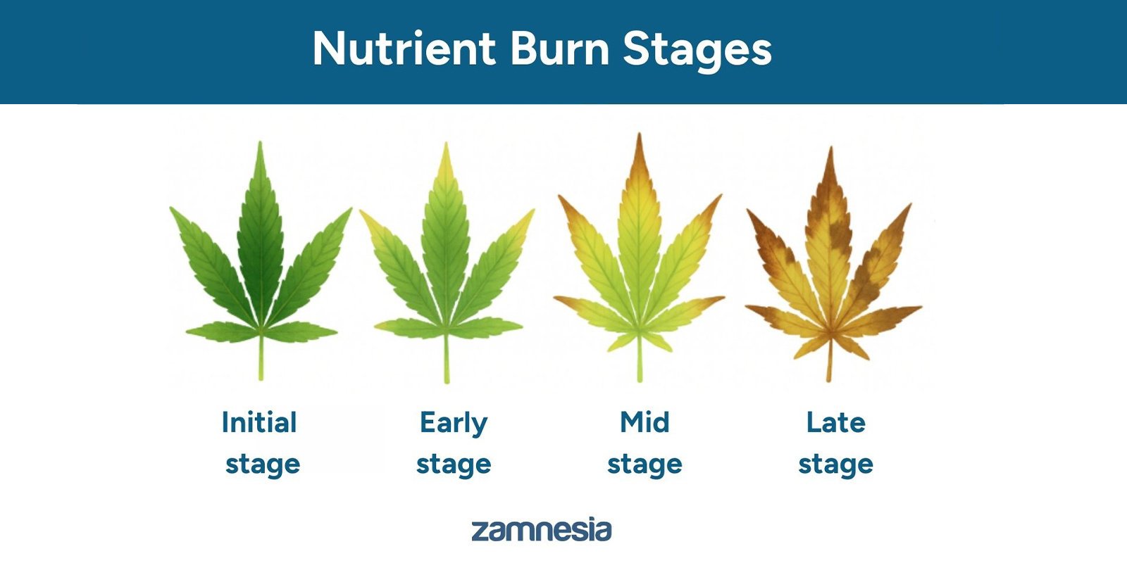 Stages of nutrient burn