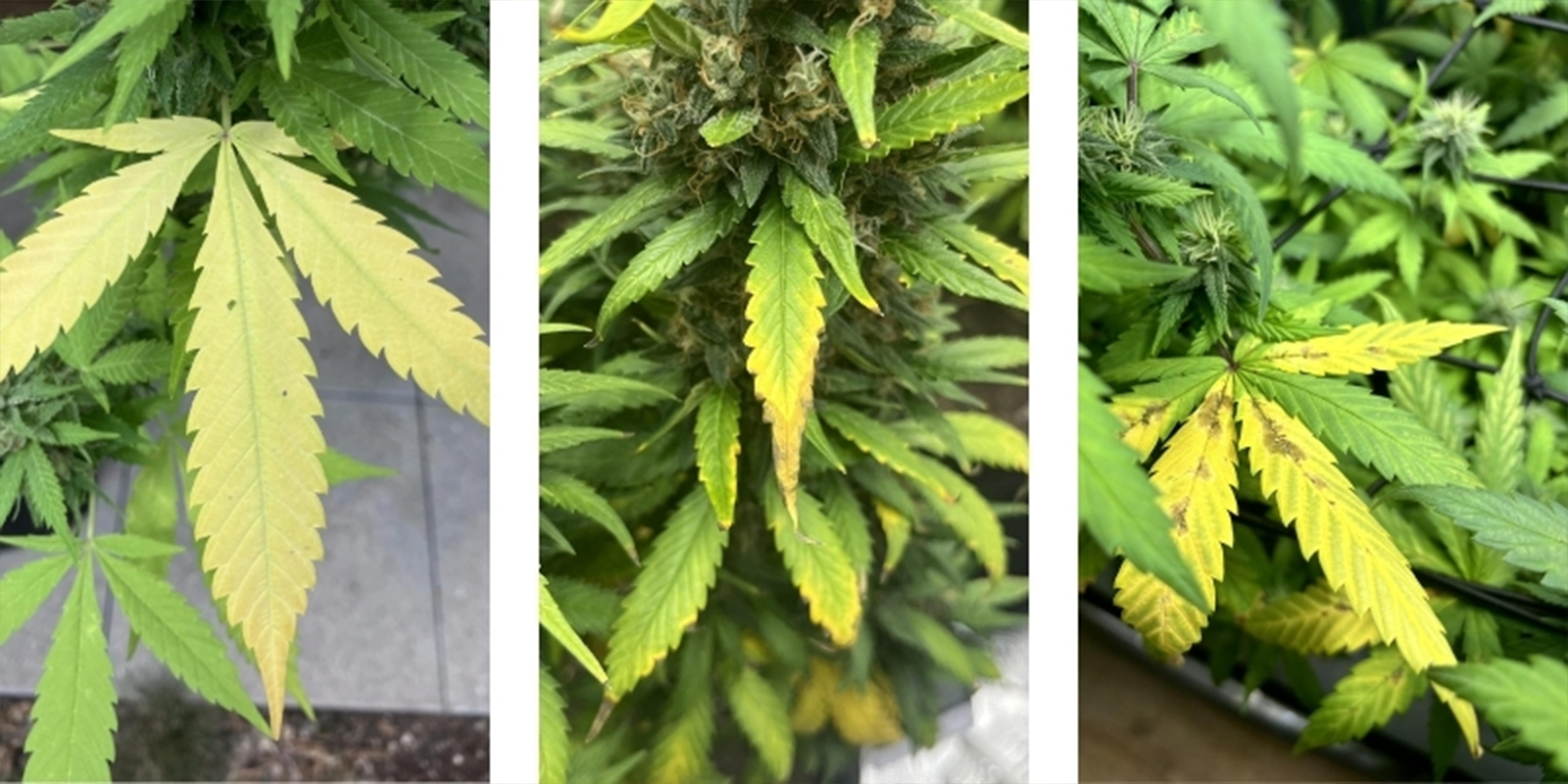 Common signs your cannabis plants are suffering from incorrect pH levels