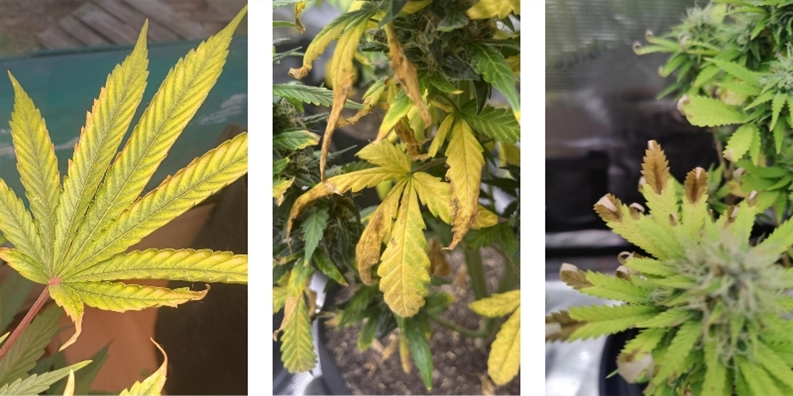 Nutrient lockout explained