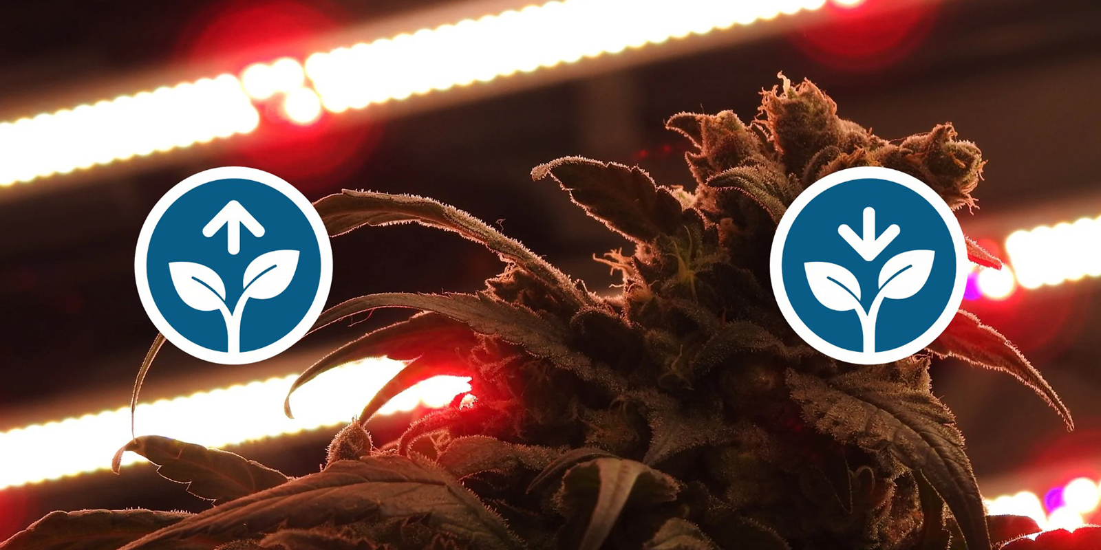 Benefits and downsides to 12/12