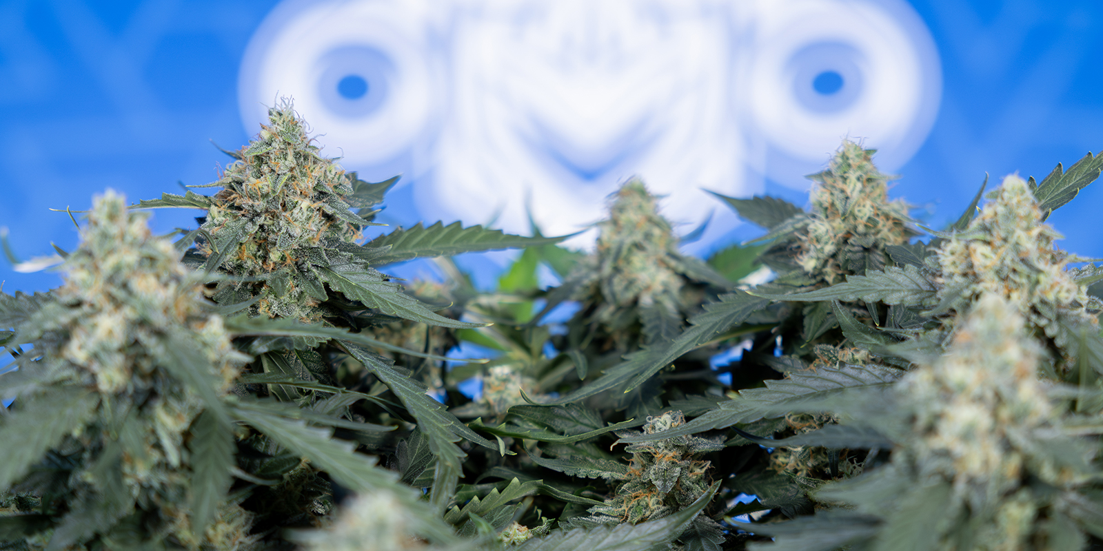 Best Strains for 12/12 From Seed