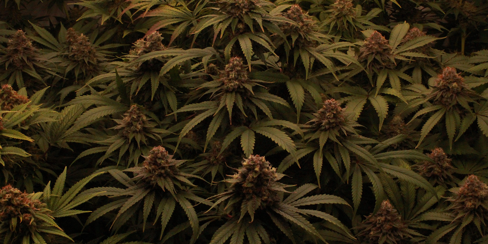 Let Your Plants Party on 12/12