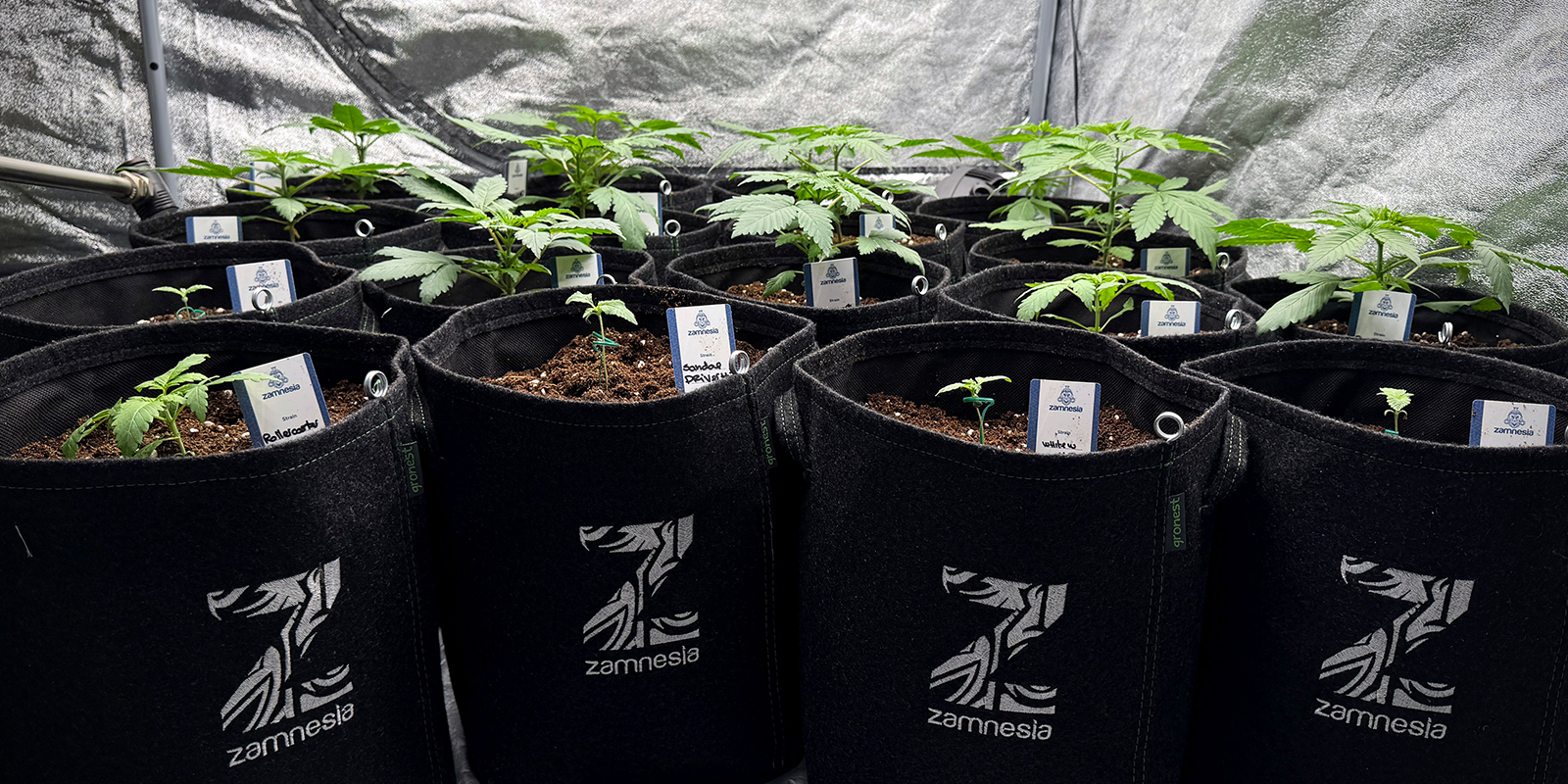 Use smaller pots (4L&ndash;6L)