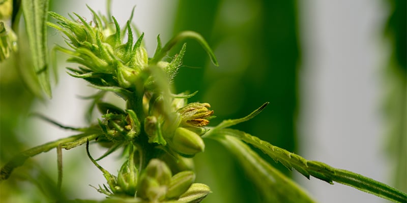 What is a hermaphrodite cannabis plant?