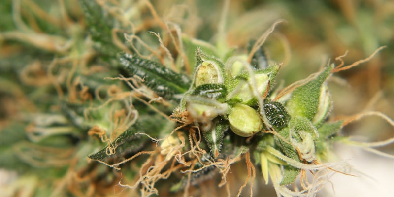 Can you save a hermaphrodite cannabis plant?