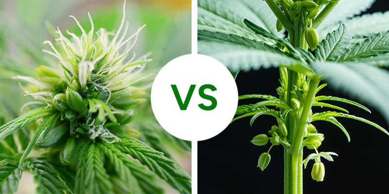 Hermaphrodite vs male cannabis plants: Key differences