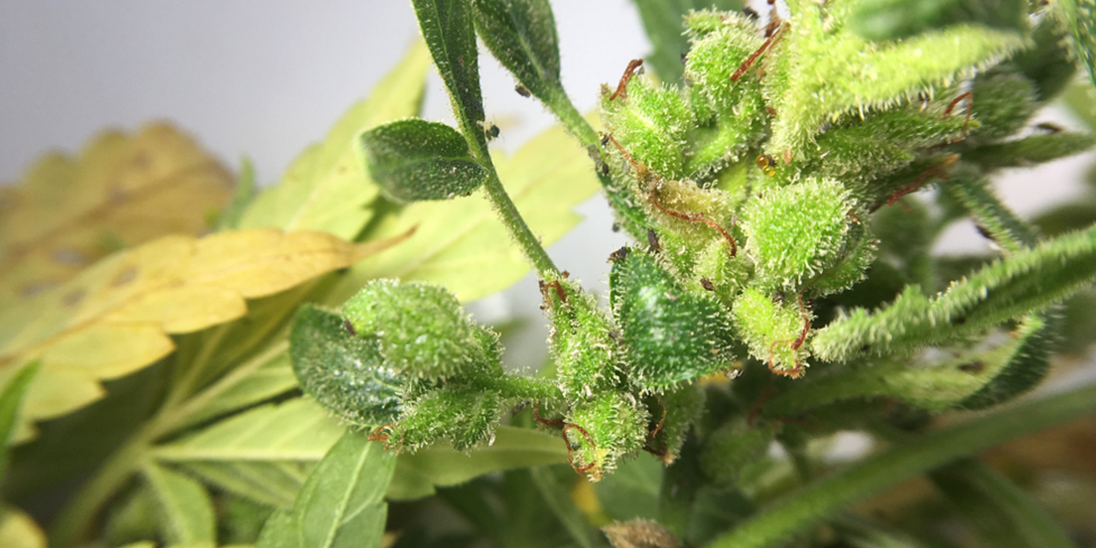 Can you still use cannabis flowers affected by aphids?
