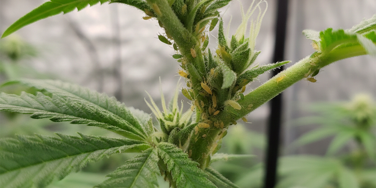 How to get rid of aphids on cannabis plants