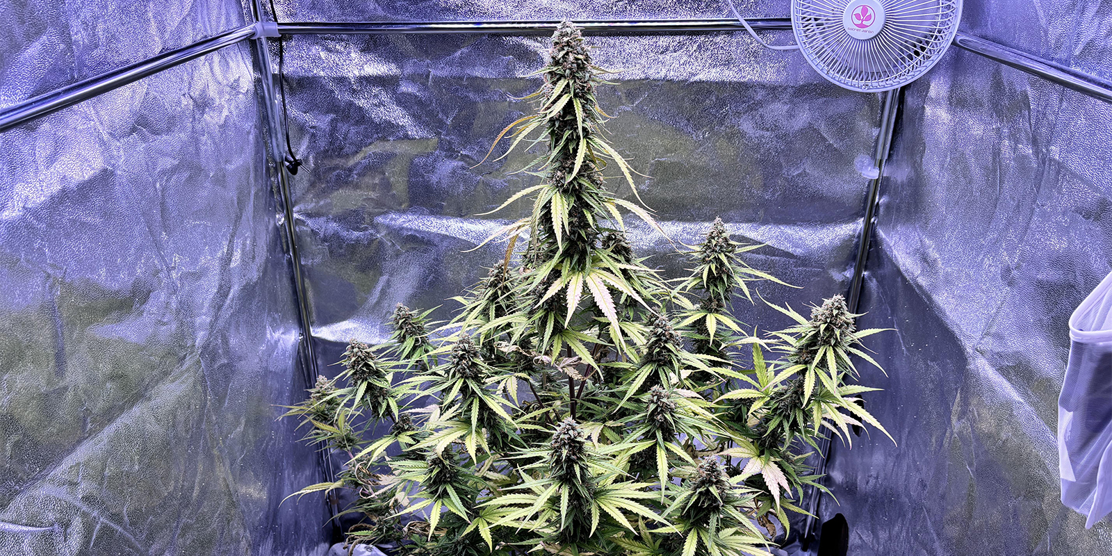 How to prevent aphids on cannabis plants