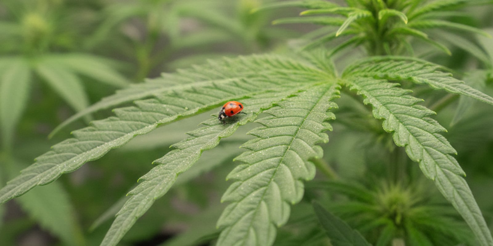 Natural and organic aphid treatments