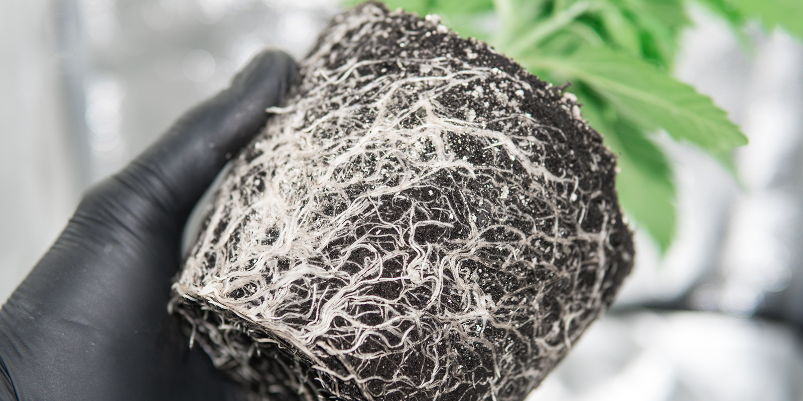 What is rootbound cannabis?