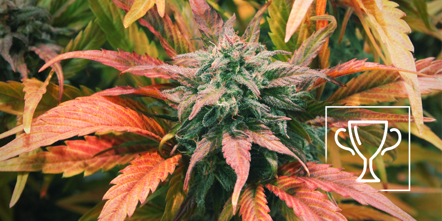 Zamnesia Seeds - Amnesia Haze: Multiple Cannabis Cup winner