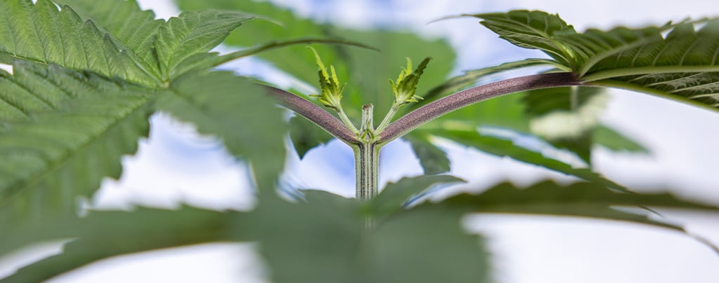 Topping autoflowers for bigger yields: What you need to know